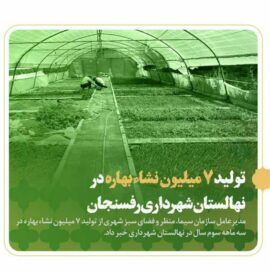 تولید ۷ میلیون نشاء بهاره در نهالستان شهرداری رفسنجان*